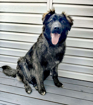 шикарный щенок Батлай бесплатно