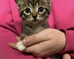 Кошки в Санкт-Петербурге: Зайка 1,5 мес Девочка, Бесплатно - фото 1