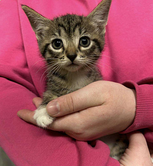 Зайка 1,5 мес