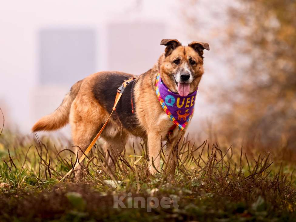 Собаки в Москве: Собака из приюта в добрые руки Девочка, Бесплатно - фото 10