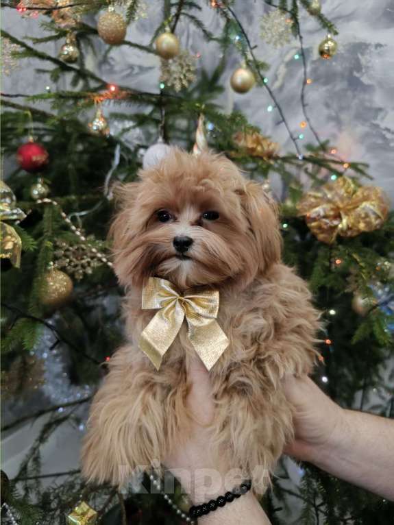 Собаки в Сергиеве Посаде: Мальтипу F1 девочка Девочка, 80 000 руб. - фото 1