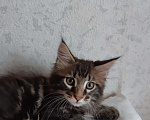 Кошки в Западном Двине: Мальчик породы Мейн кун Мальчик, 20 000 руб. - фото 3