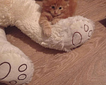 Кошки в Ливны: Котята Майн-Кун, 15 000 руб. - фото 1