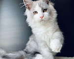 Кошки в Нижнем Новгороде: Мейн кун Мальчик, 25 000 руб. - фото 1