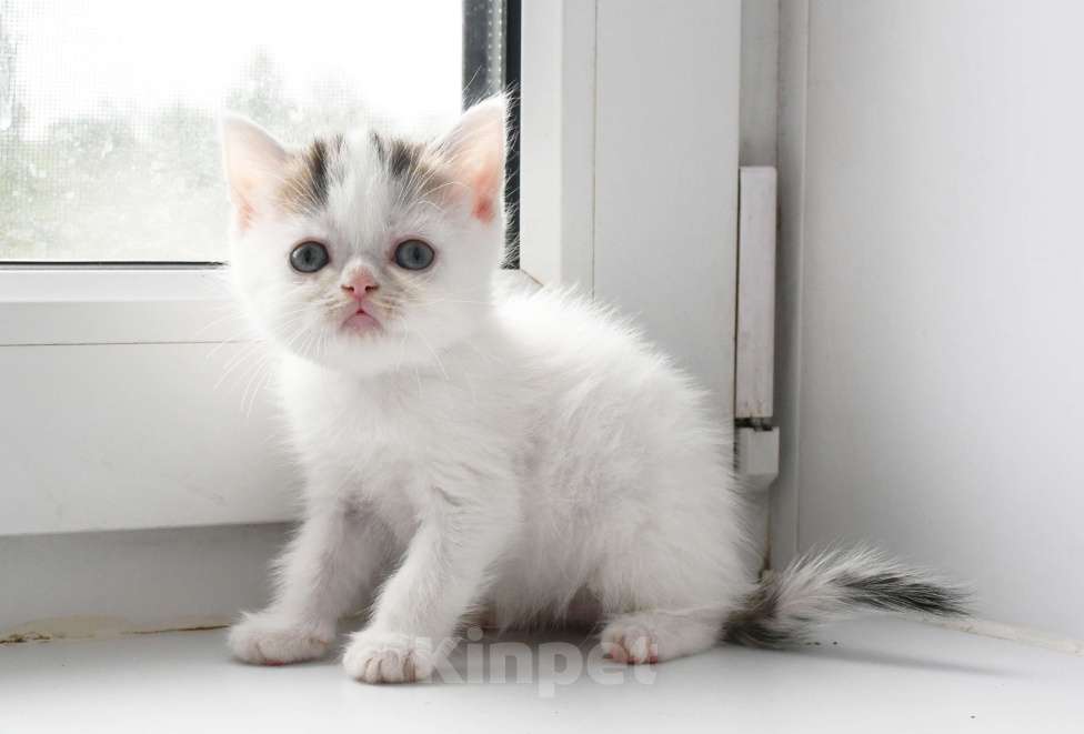 Кошки в Омске: Шотландские котята с документами Разнополые, 25 000 руб. - фото 3