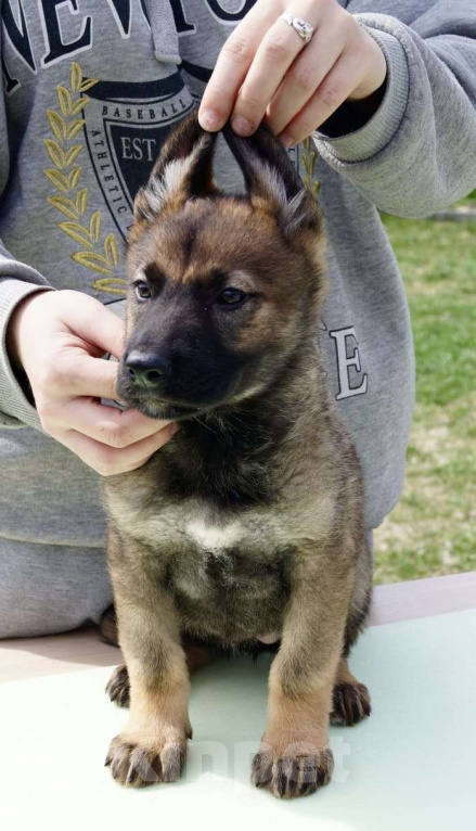 Собаки в Анапе: Продаются потрясающие щенки немецкой овчарки  Девочка, 60 000 руб. - фото 2