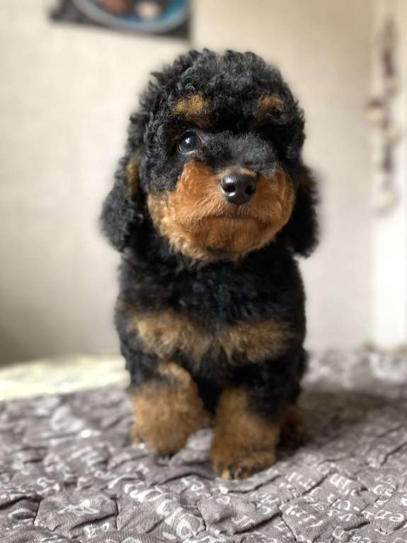 Собаки в Москве: Щенок пуделя Фантом мальчик Мальчик, Бесплатно - фото 4