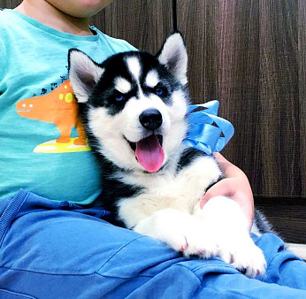 Хаски Щенки Разных окрасов