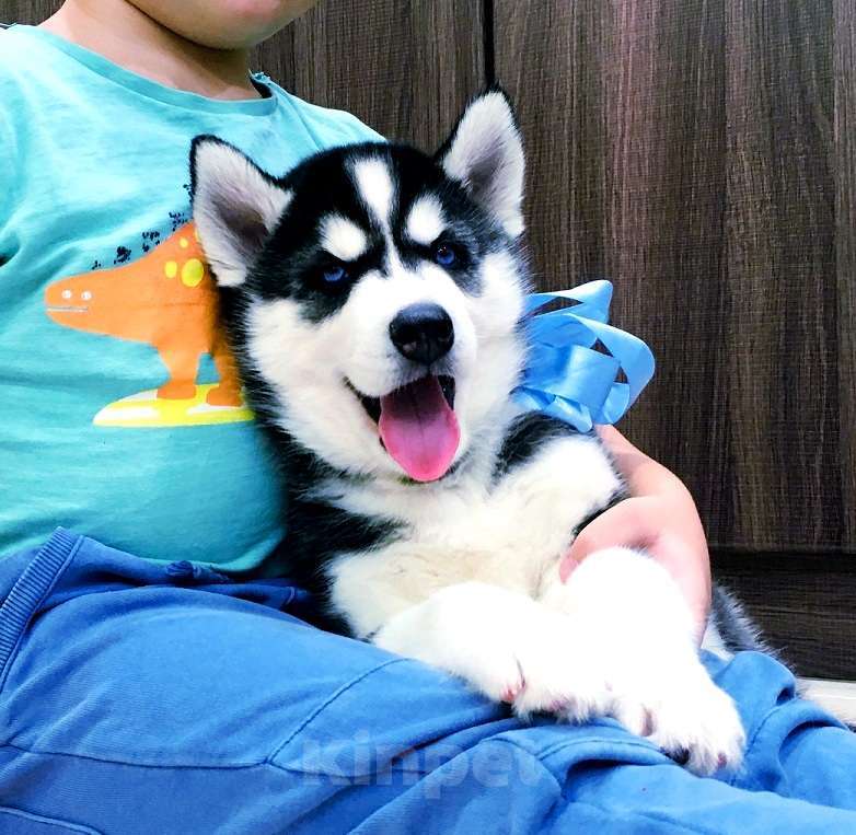 Собаки в Уссурийске: Хаски Щенки Разных окрасов Разнополые, Бесплатно - фото 1