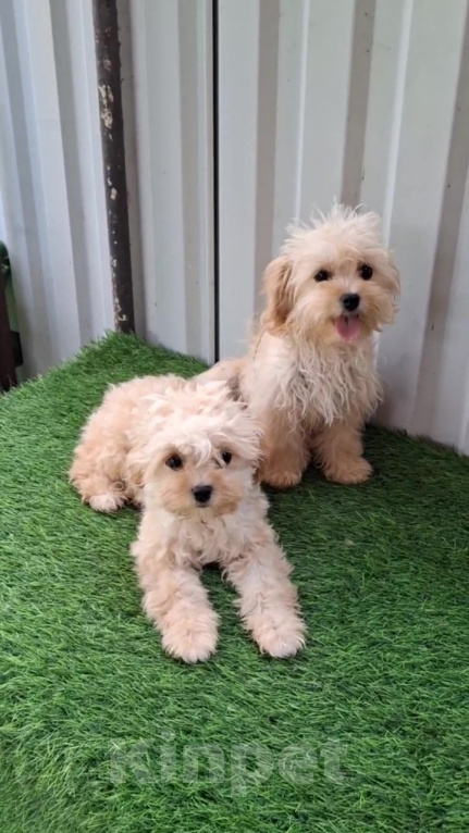 Собаки в Майкопе: Продаются щенки Девочка, 25 000 руб. - фото 1