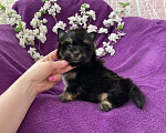 Собаки в Москве: Чёрный йорк мальчик стандарт Мальчик, 50 000 руб. - фото 3
