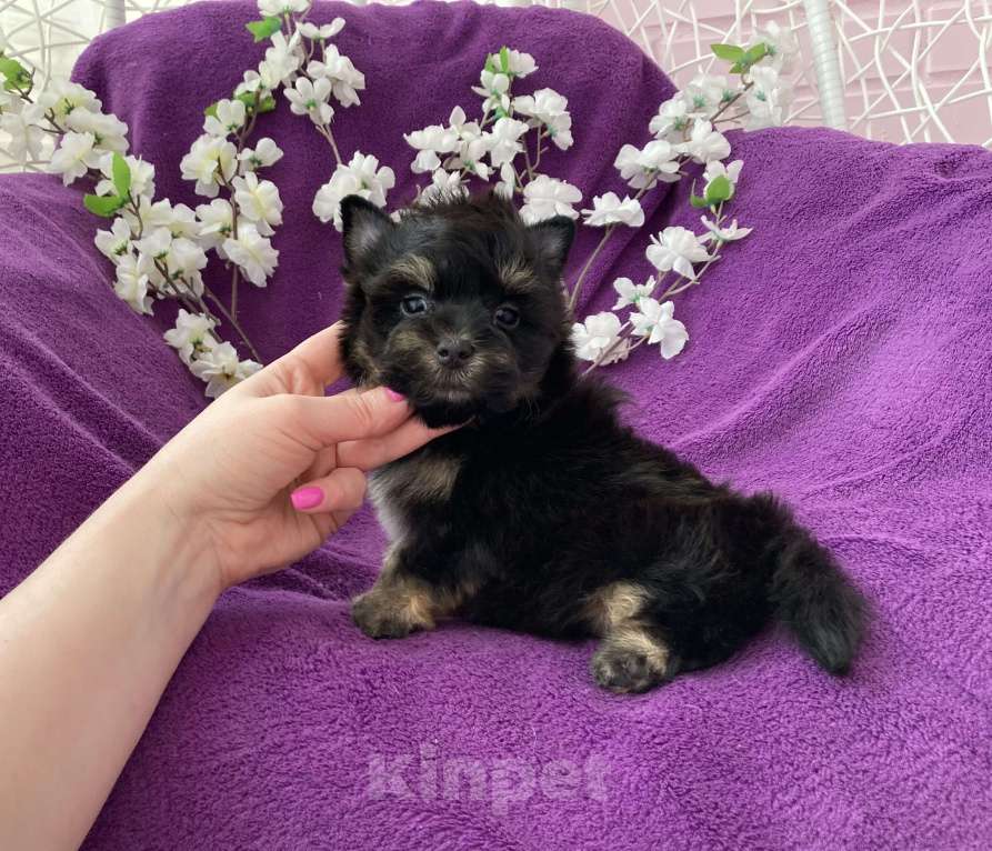 Собаки в Москве: Чёрный йорк мальчик стандарт Мальчик, 50 000 руб. - фото 3