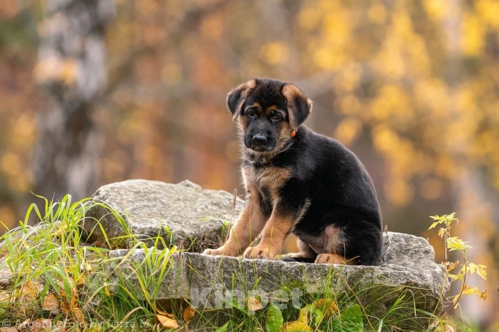 Собаки в Екатеринбурге: Щенки Девочка, Бесплатно - фото 3