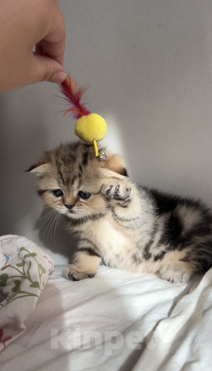 Кошки в других городах Московской области: Котенок Девочка, 25 000 руб. - фото 3