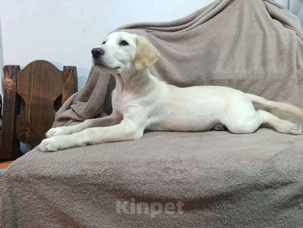 Собаки в Москве: Милейшая девочка хочет домой Девочка, Бесплатно - фото 6