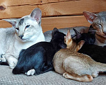 Кошки в Уфе: Котята ориенталы Девочка, Бесплатно - фото 1
