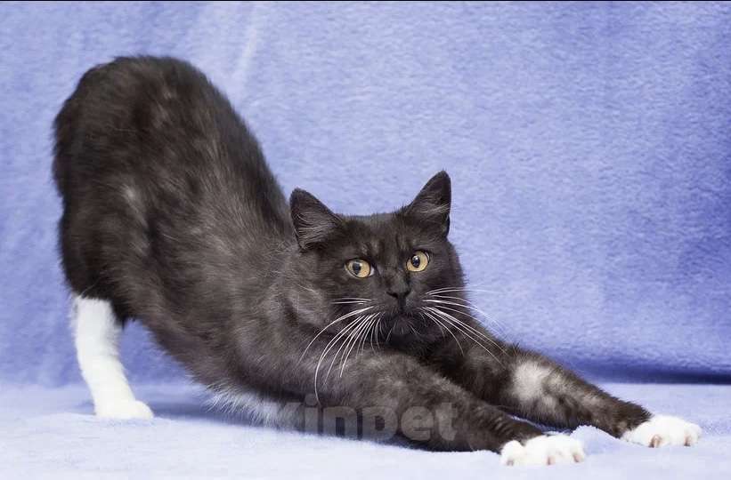 Кошки в Москве: Курочка кошка с шикарной шубкой и добрым сердцем  Девочка, Бесплатно - фото 3