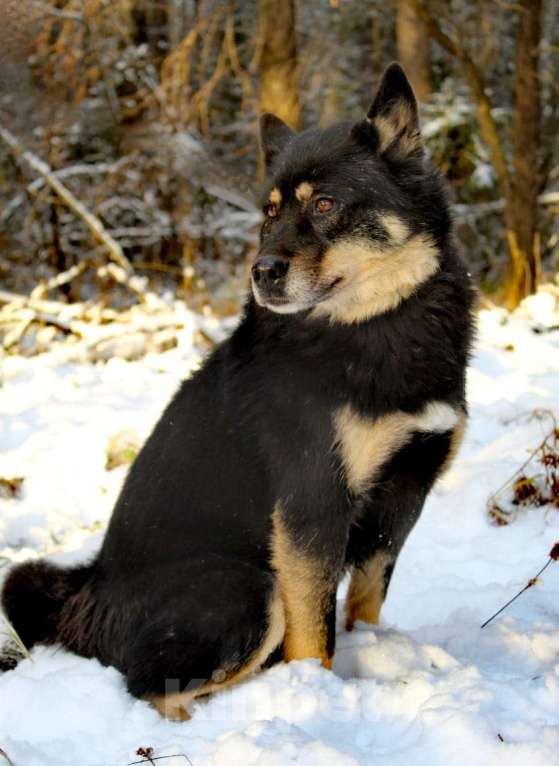 Собаки в Балашихе: Джейсон спасен из ужаса и хочет быть любимым другом Мальчик, Бесплатно - фото 1