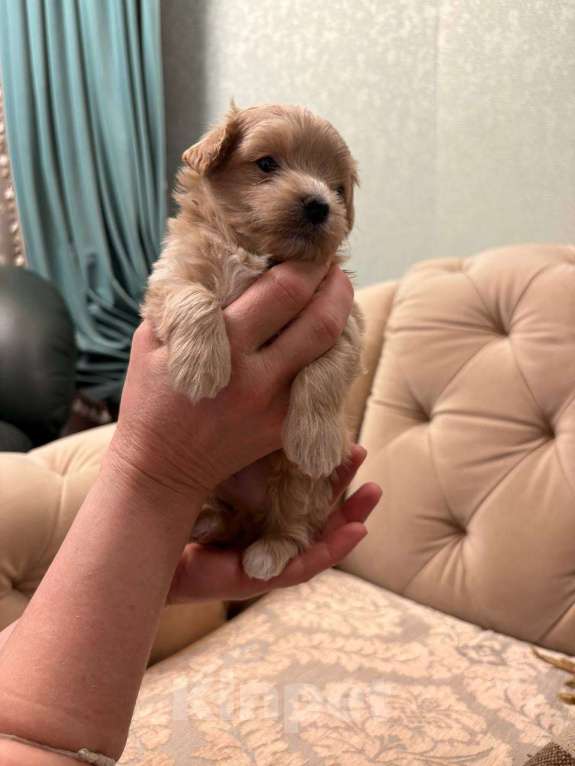 Собаки в Пензе: Гучи Девочка, 150 000 руб. - фото 1