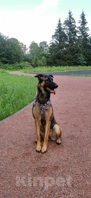 Собаки в Санкт-Петербурге: Бельгийская малинуа-метис 🐶 Ищем дом для нашей собачки Девочка, Бесплатно - фото 2
