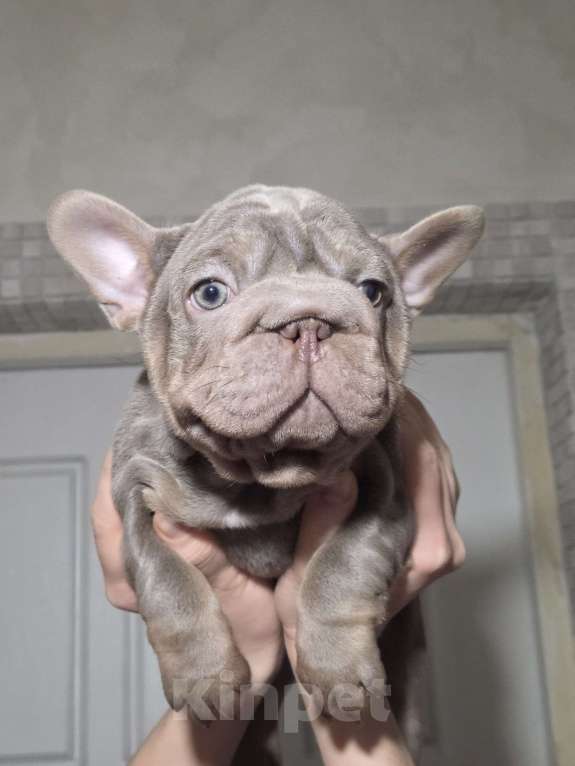 Собаки в Москве: Французская булочка Девочка, Бесплатно - фото 3