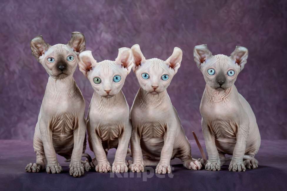 Кошки в Самаре: Чудо Aramis Мальчик, Бесплатно - фото 4