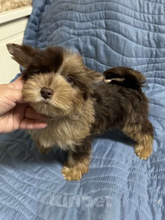 Собаки в Жуковском: Очаровательные щенки цветного йорка Мальчик, 25 000 руб. - фото 2