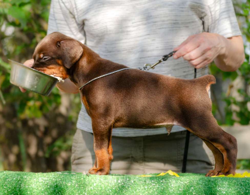 Собаки в Москве: Щенки добермана Мальчик, Бесплатно - фото 10