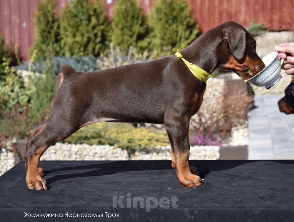 Собаки в Воронеже: Щенки добермана ркф Мальчик, 100 000 руб. - фото 9