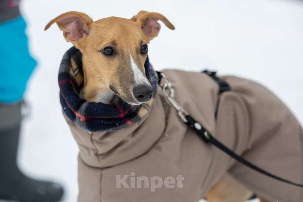 Собаки в Кубинке: Щенок уиппета Мальчик, 50 000 руб. - фото 7