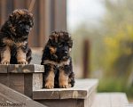 Собаки в Волгограде: Длинношерстная немецкая овчарка Разнополые, Бесплатно - фото 2