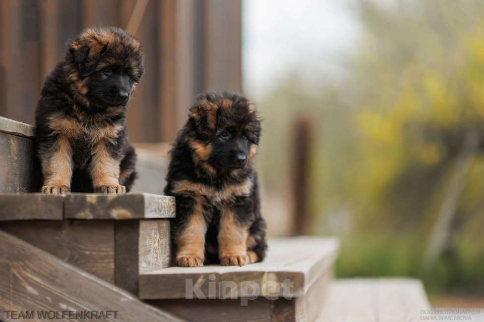 Собаки в Волгограде: Длинношерстная немецкая овчарка Разнополые, Бесплатно - фото 2