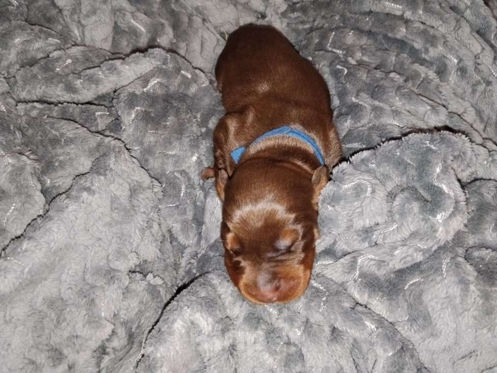 Собаки в Березовском: К/П сука Девочка, Бесплатно - фото 2