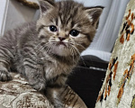 Кошки в Пятигорске: Шотландские вислоухие золотые котята Девочка, Бесплатно - фото 5