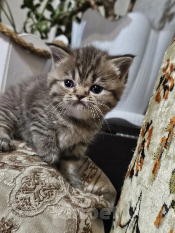 Кошки в Пятигорске: Шотландские вислоухие золотые котята Девочка, Бесплатно - фото 5
