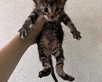 Кошки в Сарапуле: Котята Разнополые, Бесплатно - фото 1
