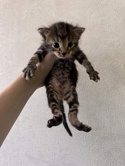 Котята