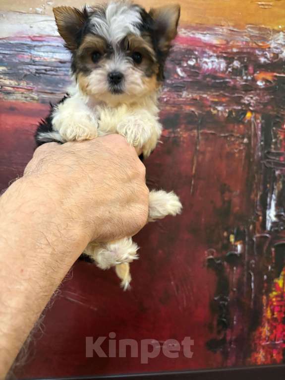 Собаки в Москве: Эффетная  девочка   Мини Девочка, 45 000 руб. - фото 1