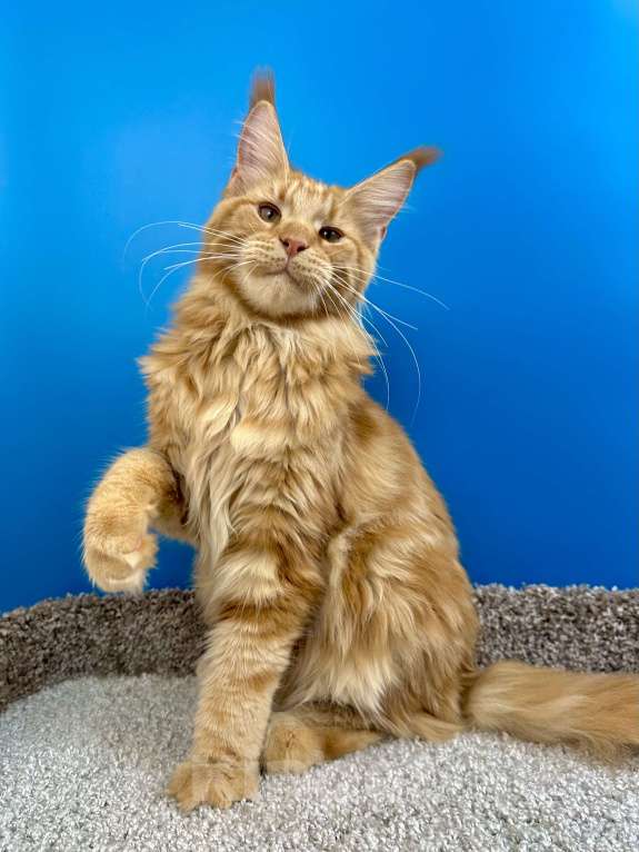 Кошки в Дедовске: Шикарный красный мальчик  Мальчик, 60 000 руб. - фото 2