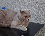 Кошки в Красноярске: Кот Семён Мальчик, Бесплатно - фото 5