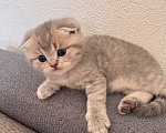 Кошки в Ростове-на-Дону: Котята Девочка, 8 000 руб. - фото 4