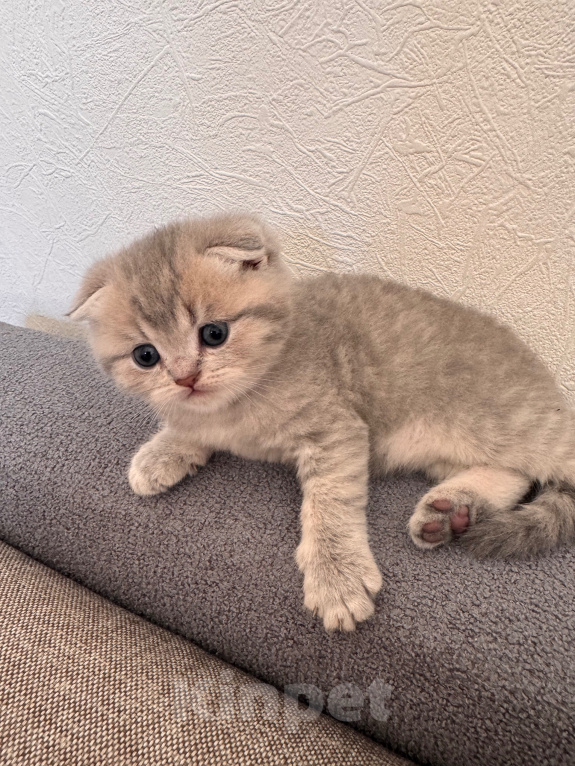 Кошки в Ростове-на-Дону: Котята Девочка, 8 000 руб. - фото 4
