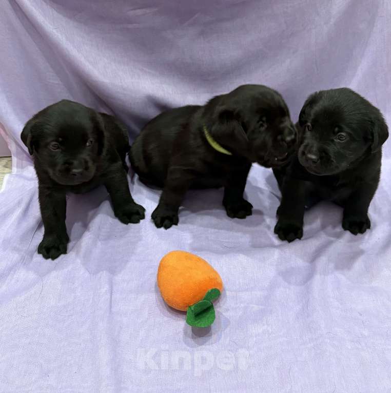 Собаки в Саратове: Щенки лабрадор-ретривер Разнополые, Бесплатно - фото 3