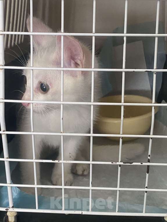 Кошки в Красноярске: В добрые руки белый котенок Девочка, Бесплатно - фото 2