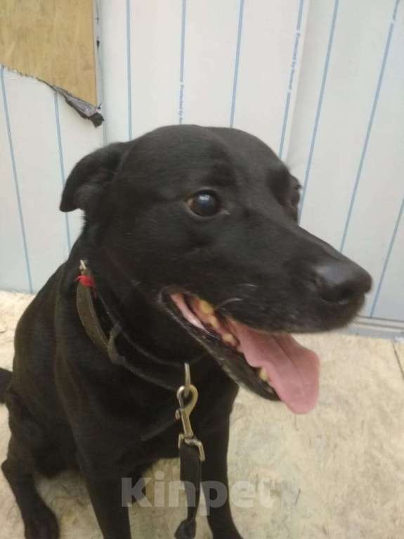 Собаки в Балтийске: Отдам помесь лабрадора и дворняги в хорошие руки Мальчик, Бесплатно - фото 2