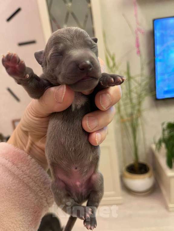 Собаки в Великом Новгороде: Щенок левретки Мальчик, 70 000 руб. - фото 5