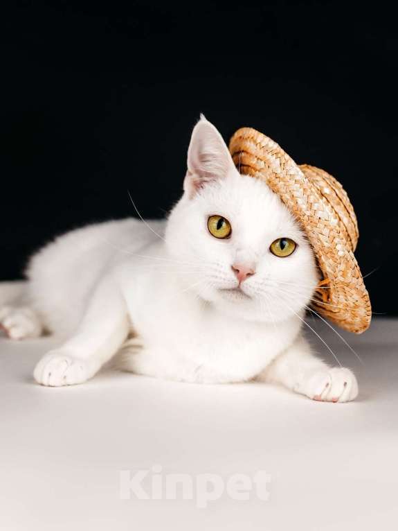 Кошки в Москве: Белая кошечка Коша ищет дом Девочка, 1 руб. - фото 8