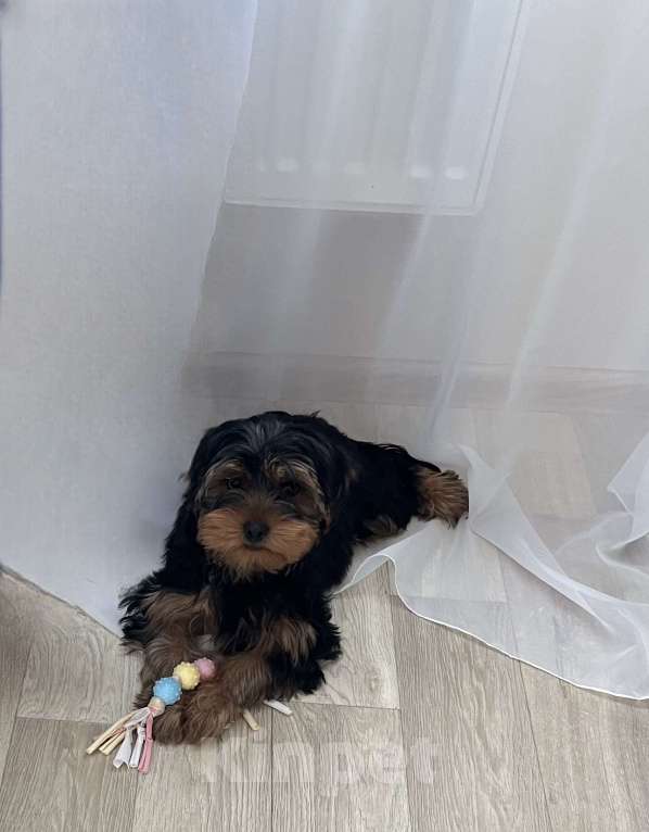 Собаки в Ставрополе: Продаю щенка йоркширского терьера Мальчик, 10 000 руб. - фото 1