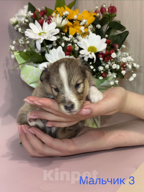 Собаки в Ярославле: Щенки Шелти Мальчик, 77 000 руб. - фото 1