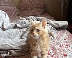 Кошки в Реутове: Котенок Полидакт Девочка, 12 000 руб. - фото 5